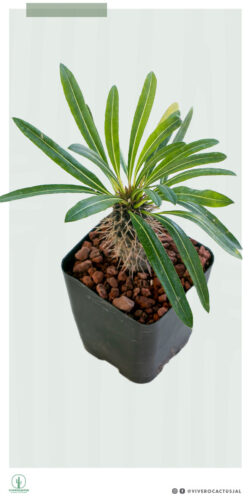 Pachypodium lamerii 4"