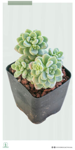 Sedum clavatum 4"