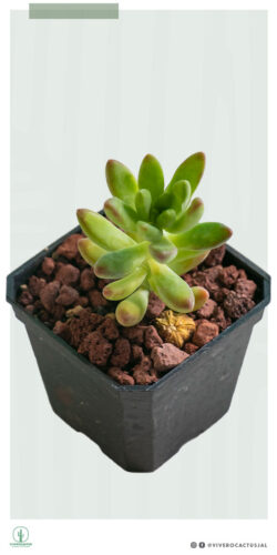 Sedum nussbaumerianum 3"