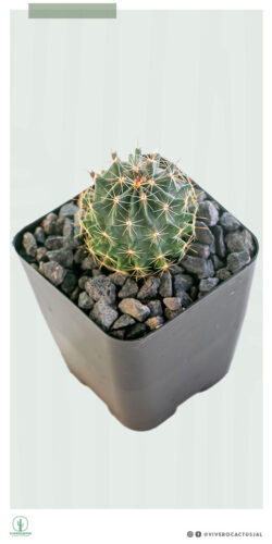 Thelocactus setispinus 4"