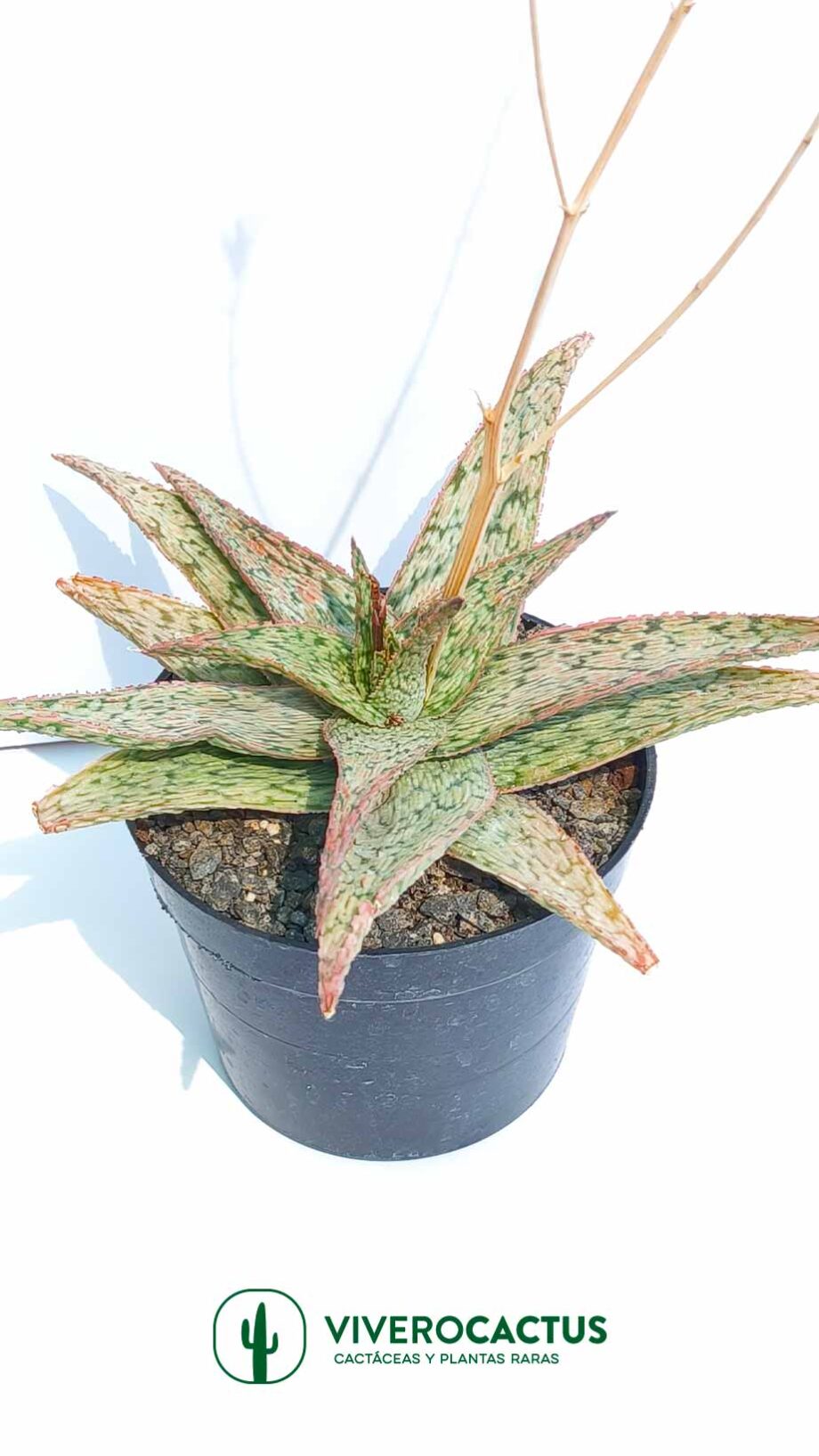 Aloe Pinck blush  6"