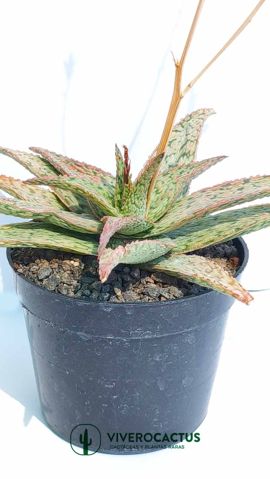 Aloe Pinck blush  6"