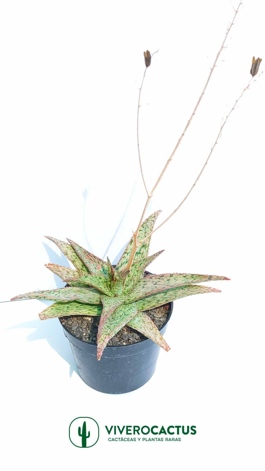 Aloe Pinck blush  6"