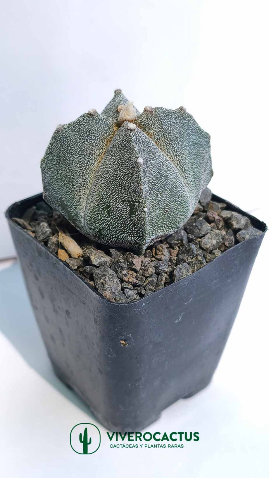 Astrophytum myriostigma quadricostatum*  4"