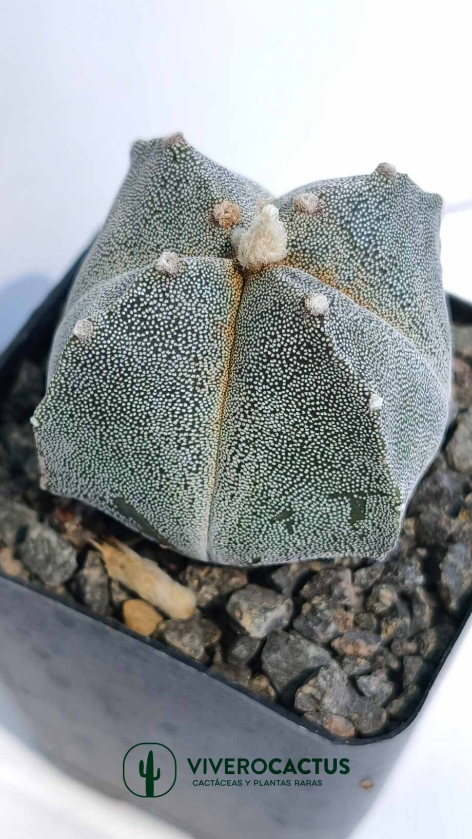 Astrophytum myriostigma quadricostatum*  4"