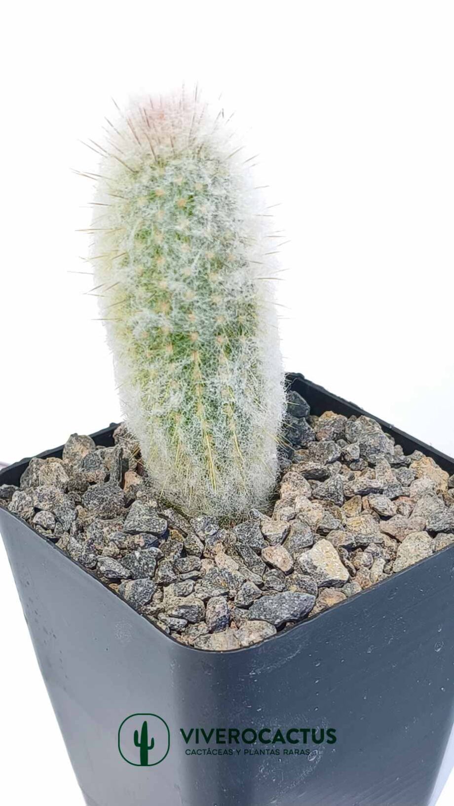 Austrocephalocereus dybowskii 4"