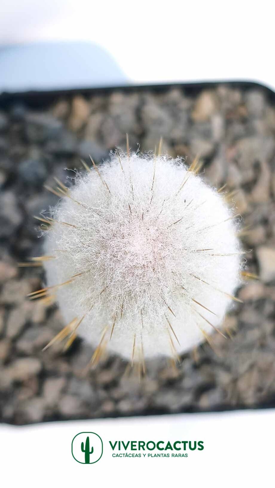 Austrocephalocereus dybowskii 4"