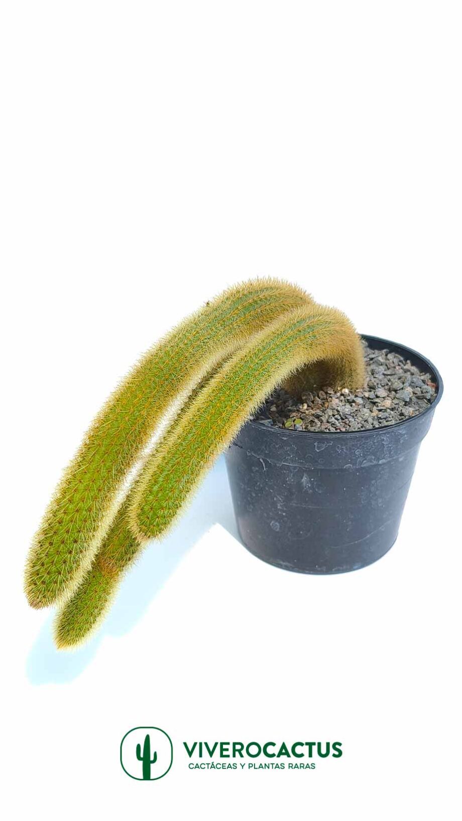 Cleistocactus winterii 6"