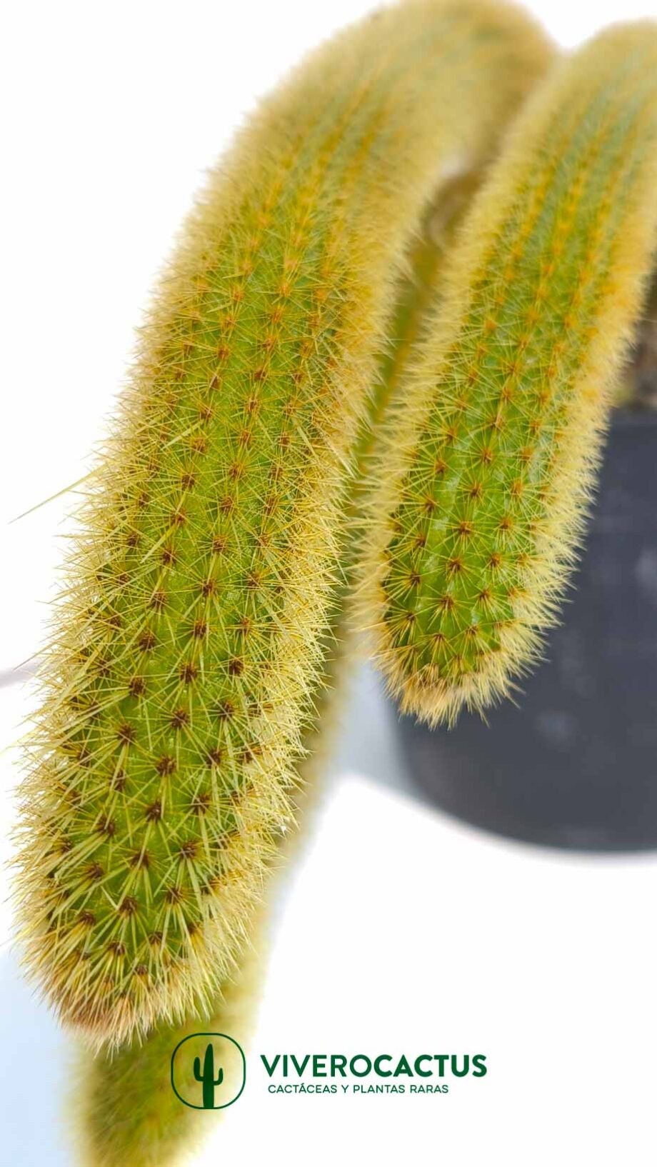 Cleistocactus winterii 6"