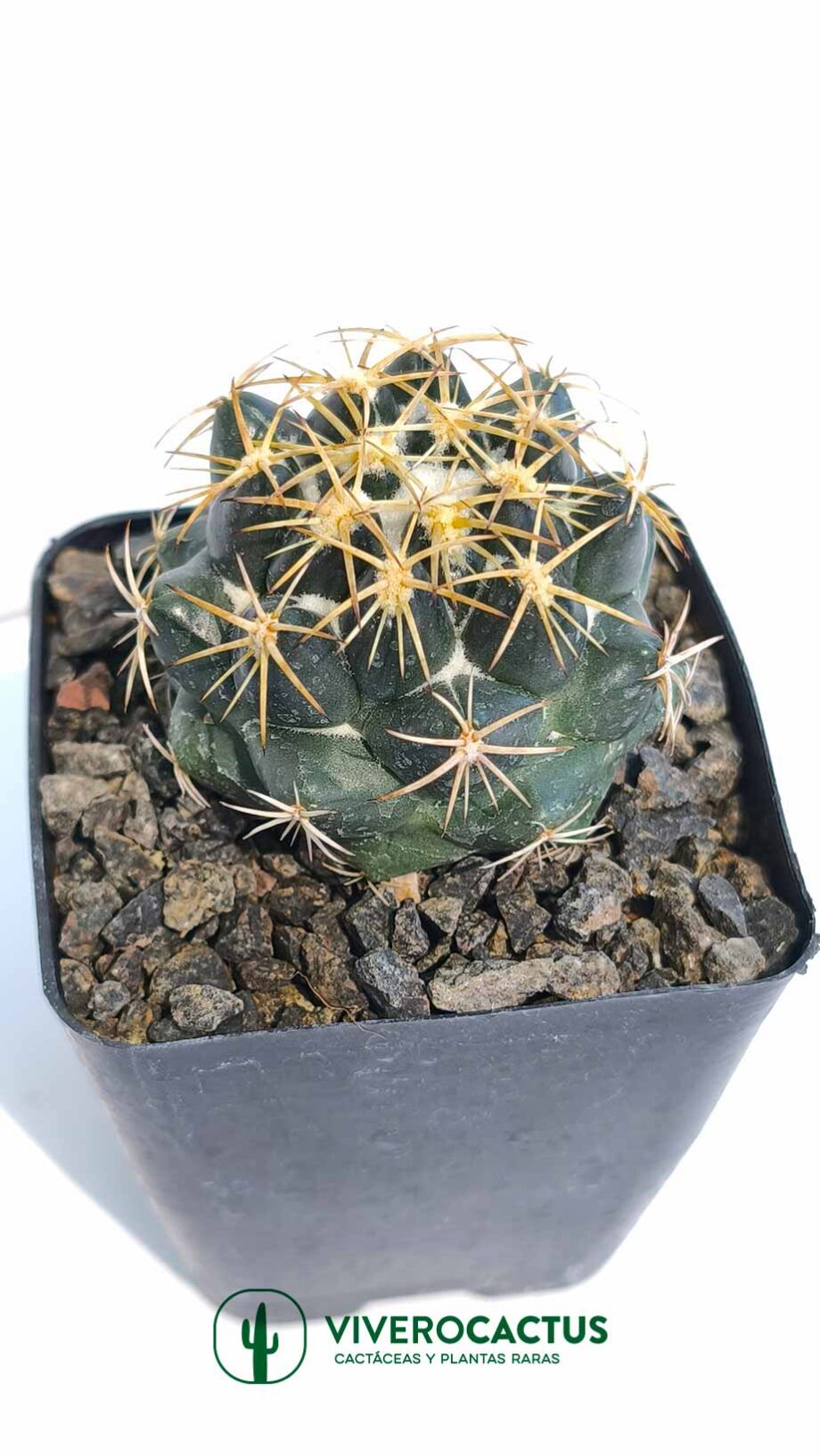 Coryphantha sp 4"