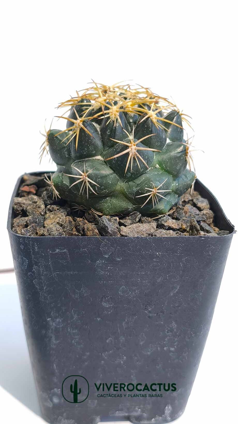 Coryphantha sp 4"