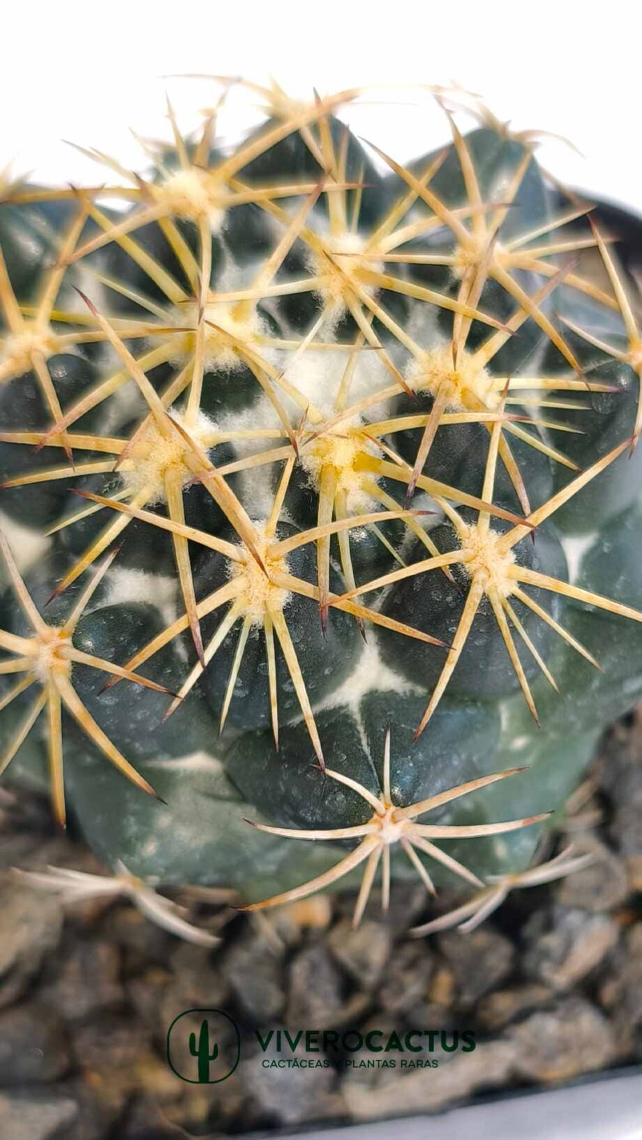 Coryphantha sp 4"