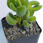 Cotyledon tomensosa 4"