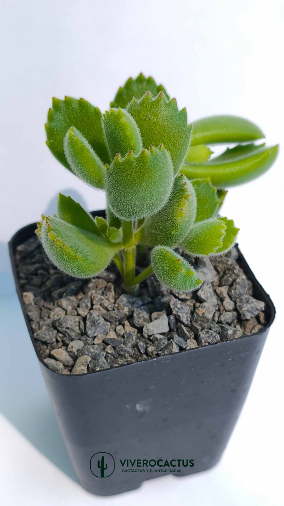 Cotyledon tomensosa 4"