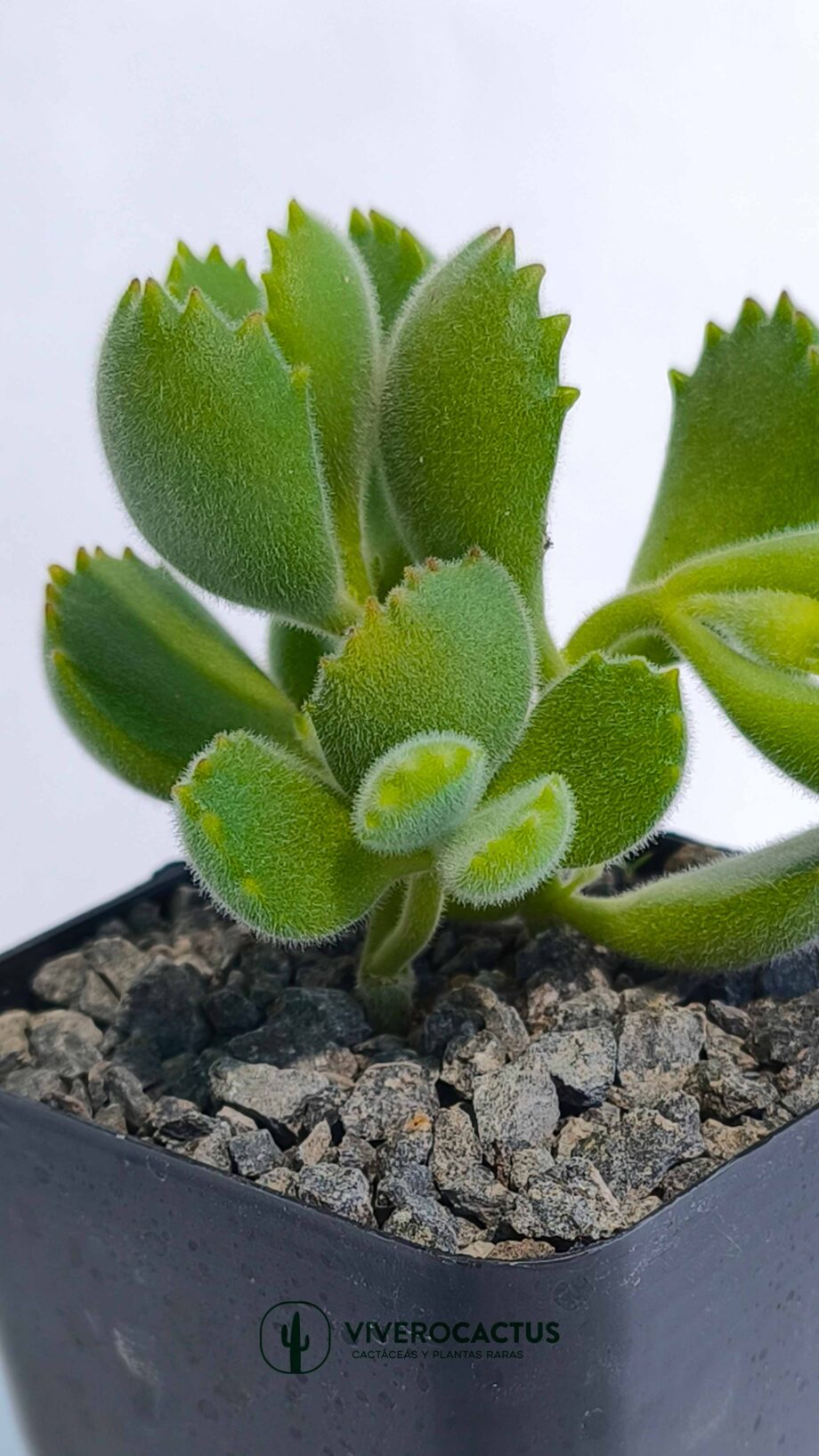 Cotyledon tomensosa 4"