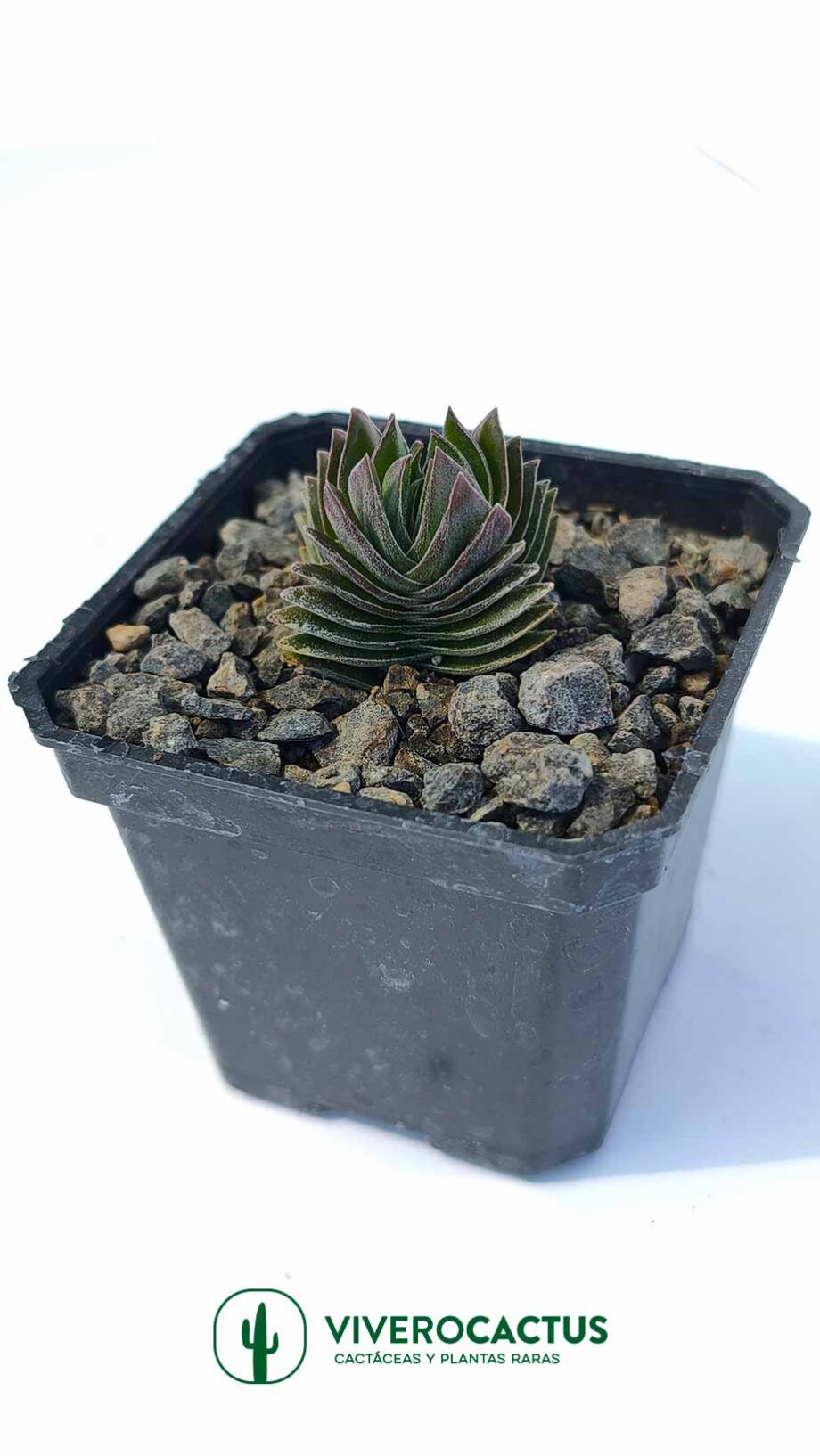 Crassula Buddha's temple 3"