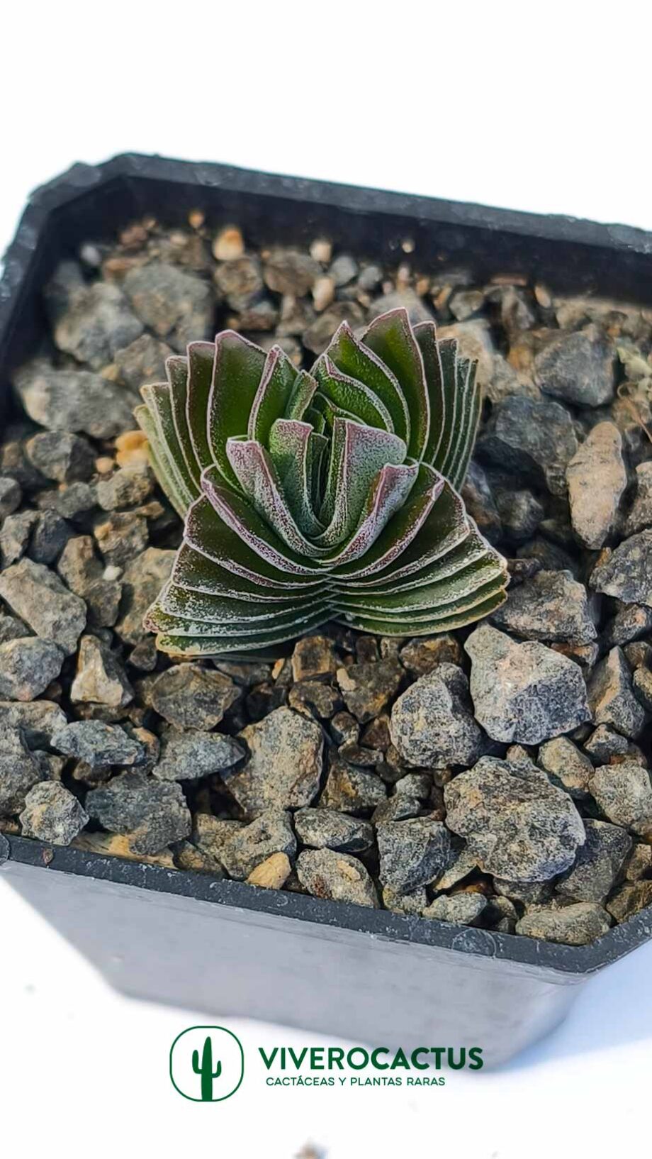 Crassula Buddha's temple 3"