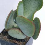 Crassula arborescens 4"