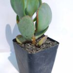 Crassula arborescens 4"