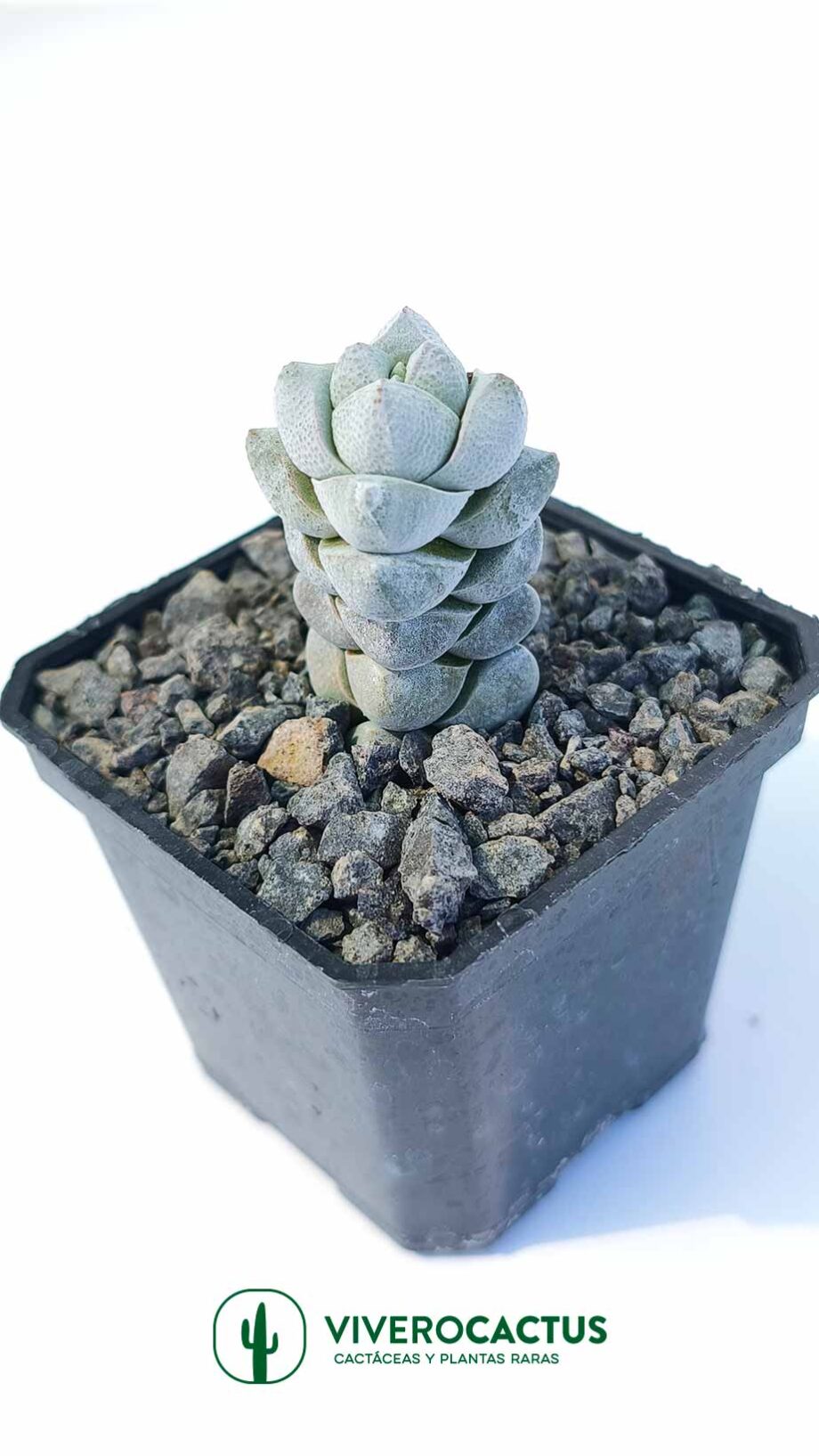 Crassula deceptor 3"