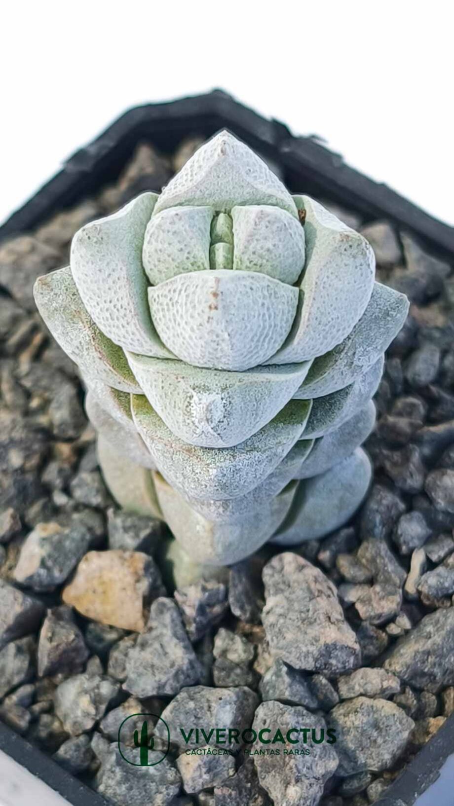 Crassula deceptor 3"