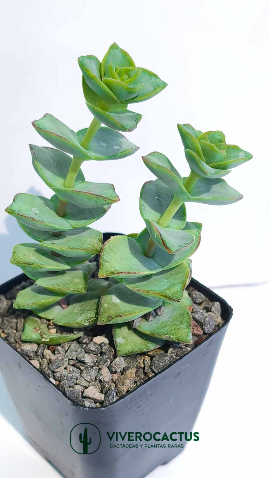 Crassula perforata  4"