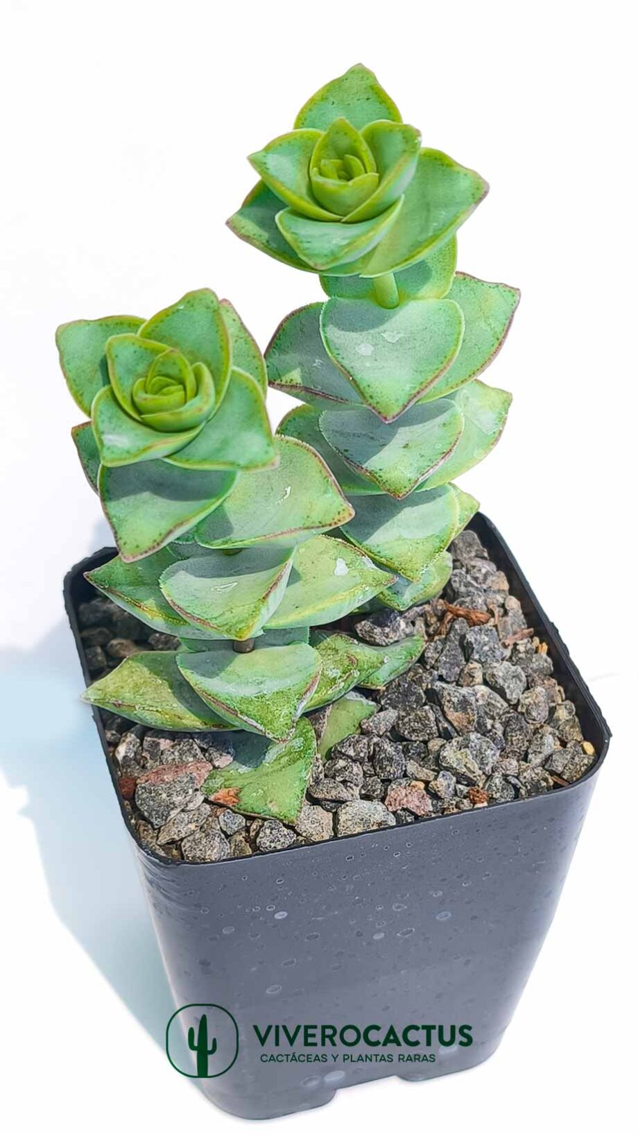 Crassula perforata  4"