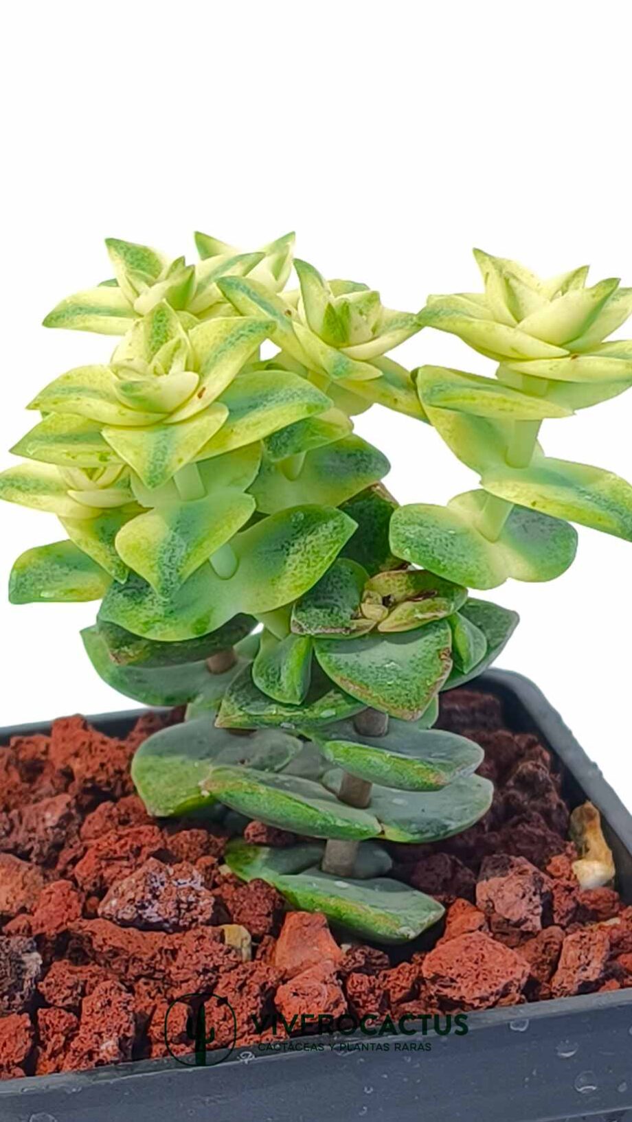 Crassula perforata variegata 3"