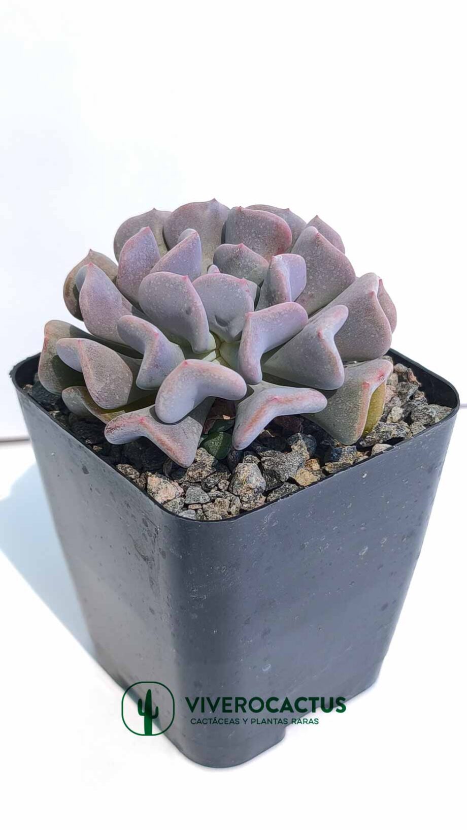 Echeveria Cubit frost* 4"