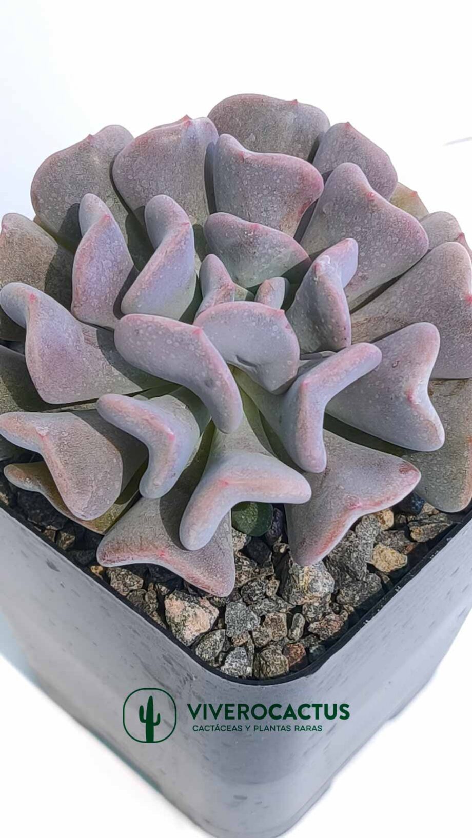 Echeveria Cubit frost* 4"