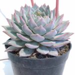 Echeveria blue bird 6"