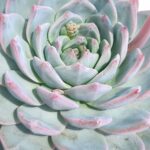 Echeveria blue bird 6"