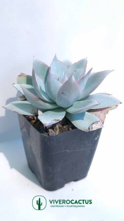 Echeveria cante  4"