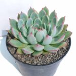 Echeveria chihuahuensis  6"