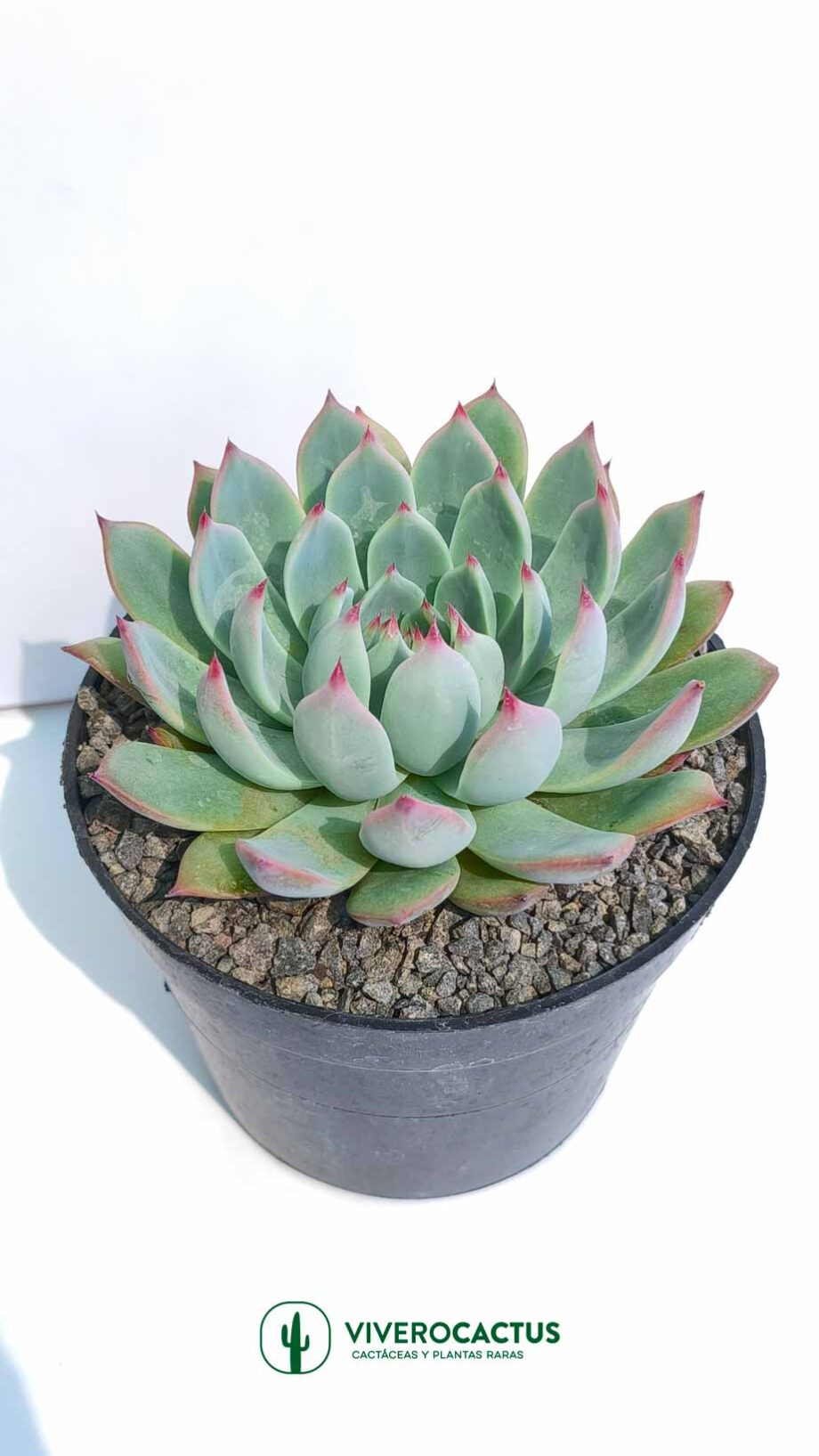 Echeveria chihuahuensis  6"