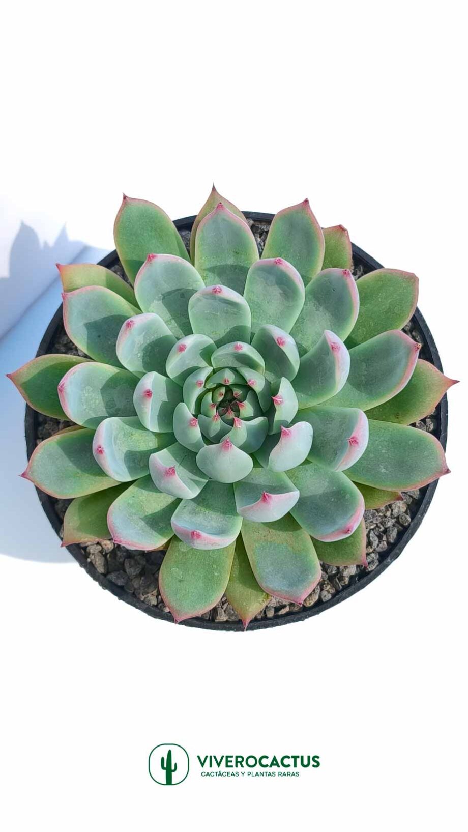 Echeveria chihuahuensis  6"