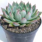 Echeveria chihuahuensis  6"