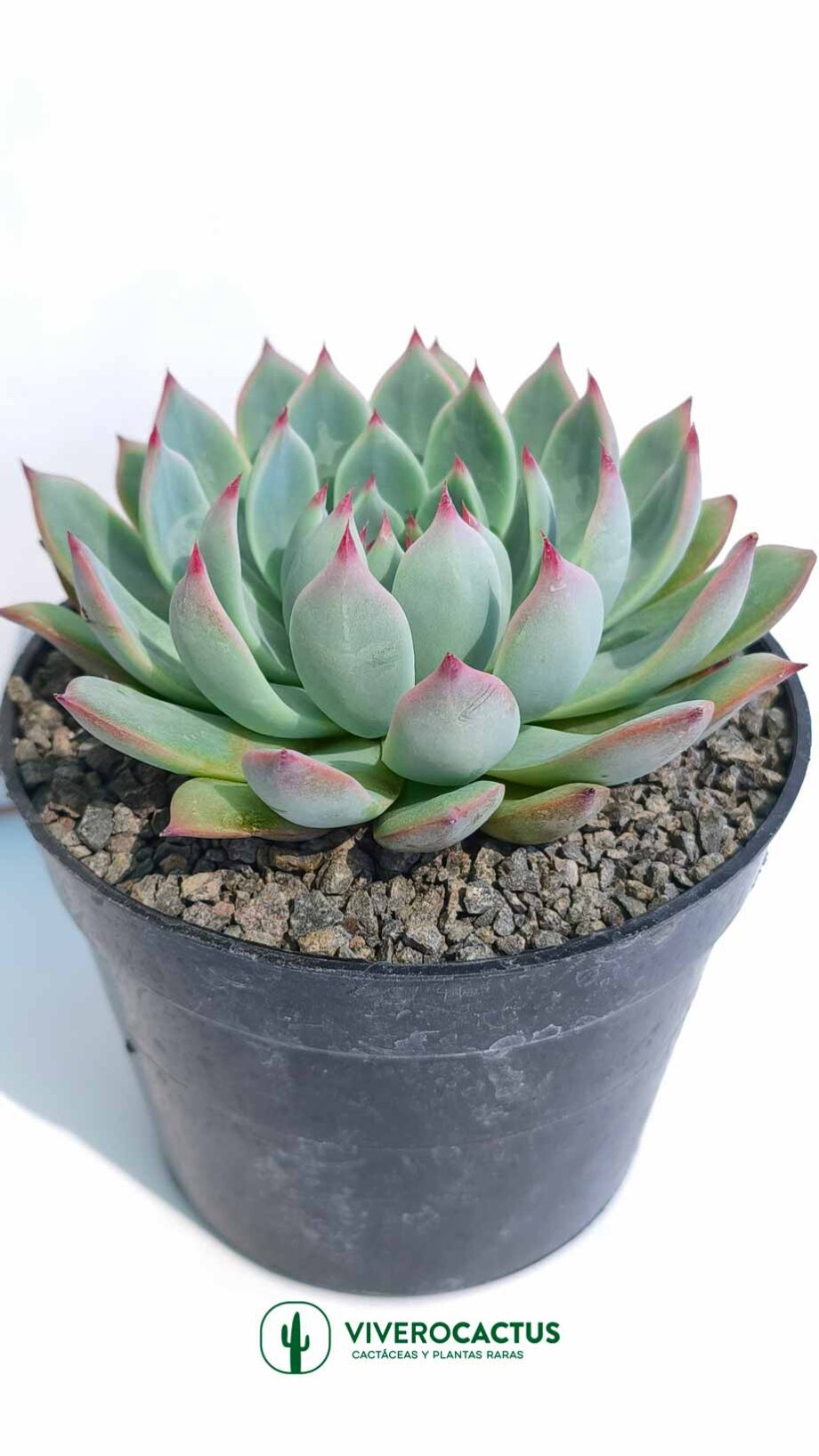 Echeveria chihuahuensis  6"