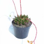 Echeveria christmas  6"