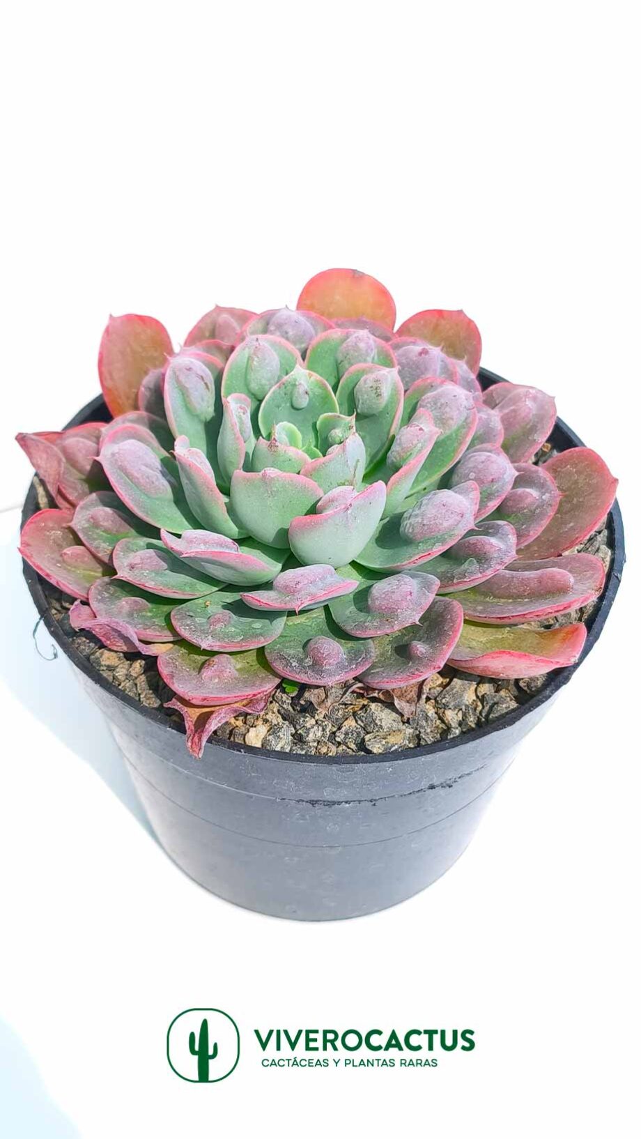 Echeveria raindrops  6"