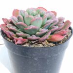 Echeveria raindrops  6"
