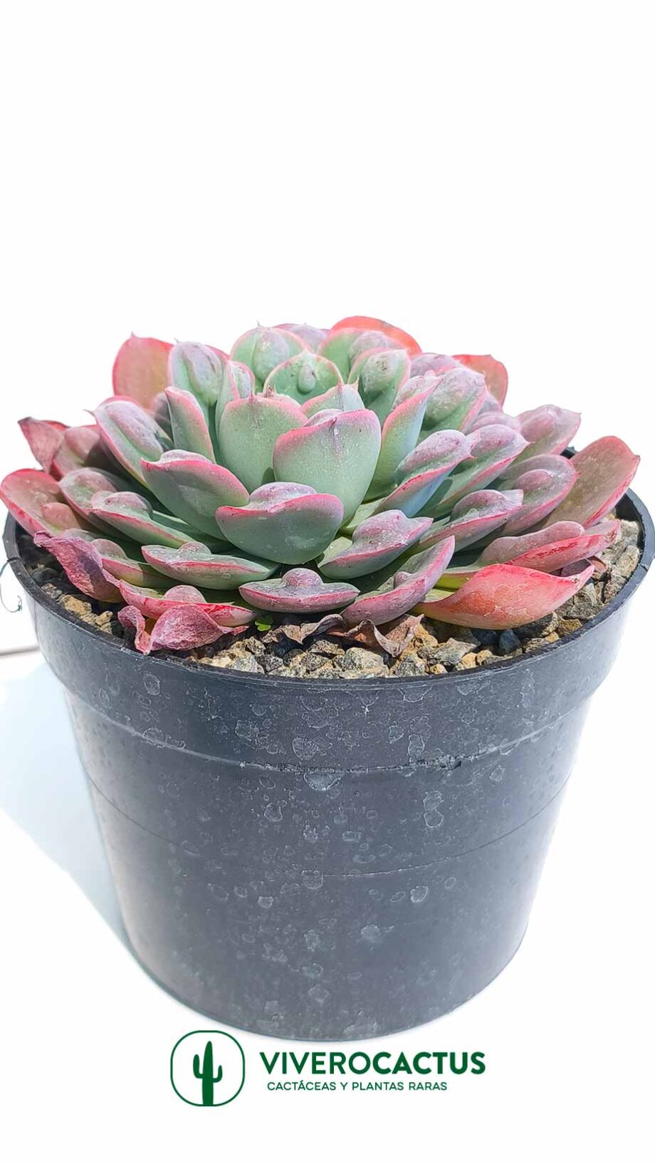 Echeveria raindrops  6"