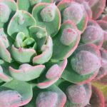 Echeveria raindrops  6"