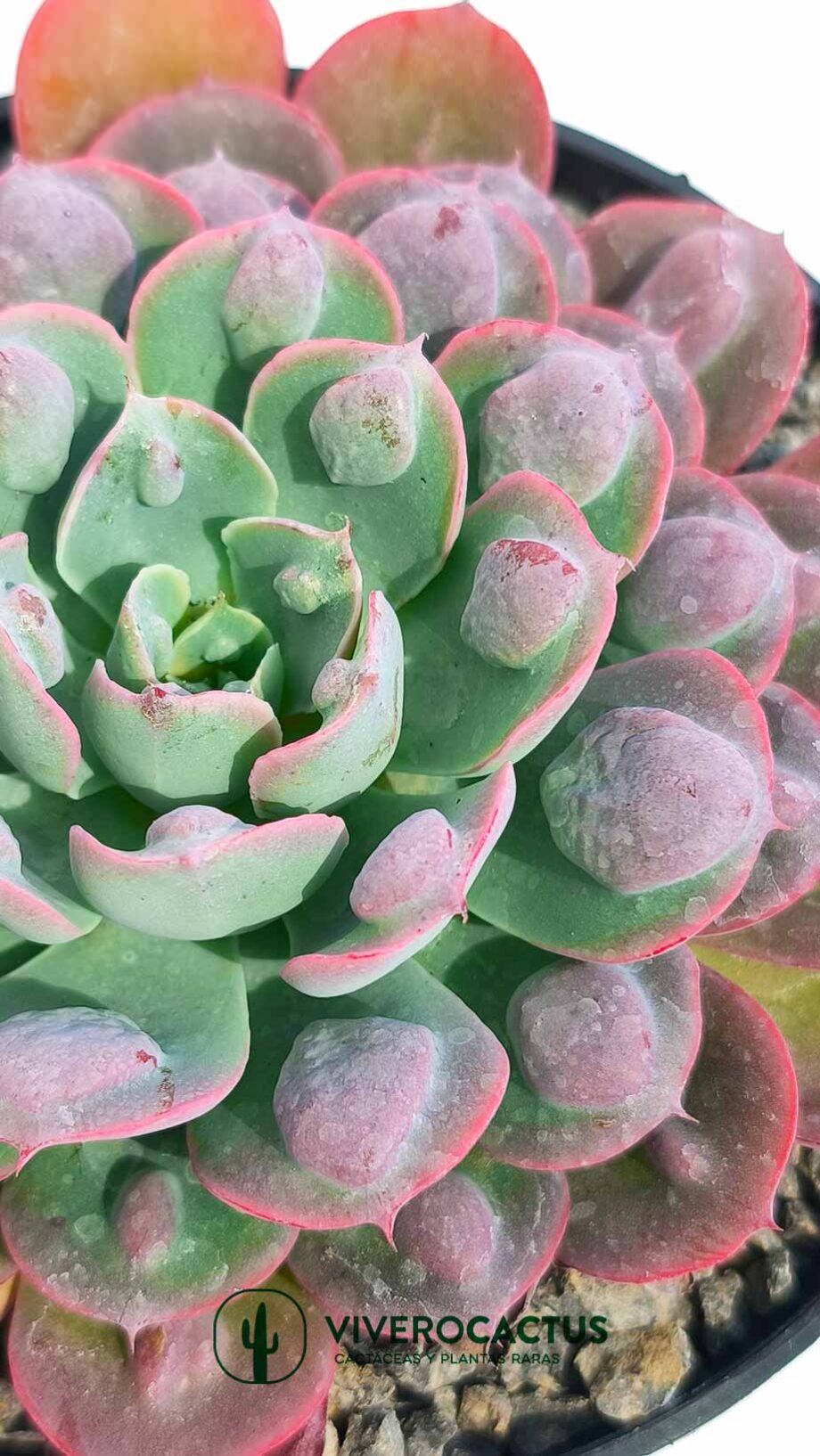 Echeveria raindrops  6"