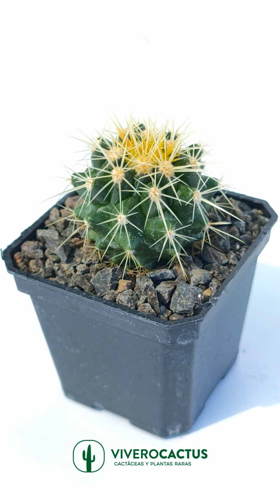 Echinocactus grusonii 3"