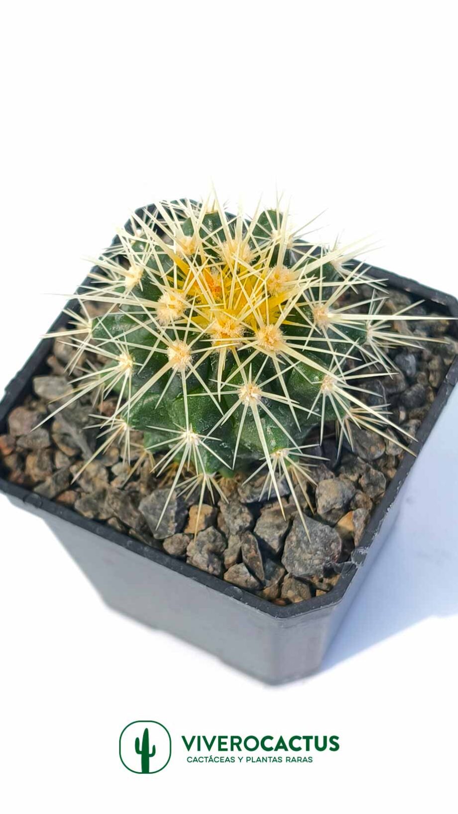 Echinocactus grusonii 3"