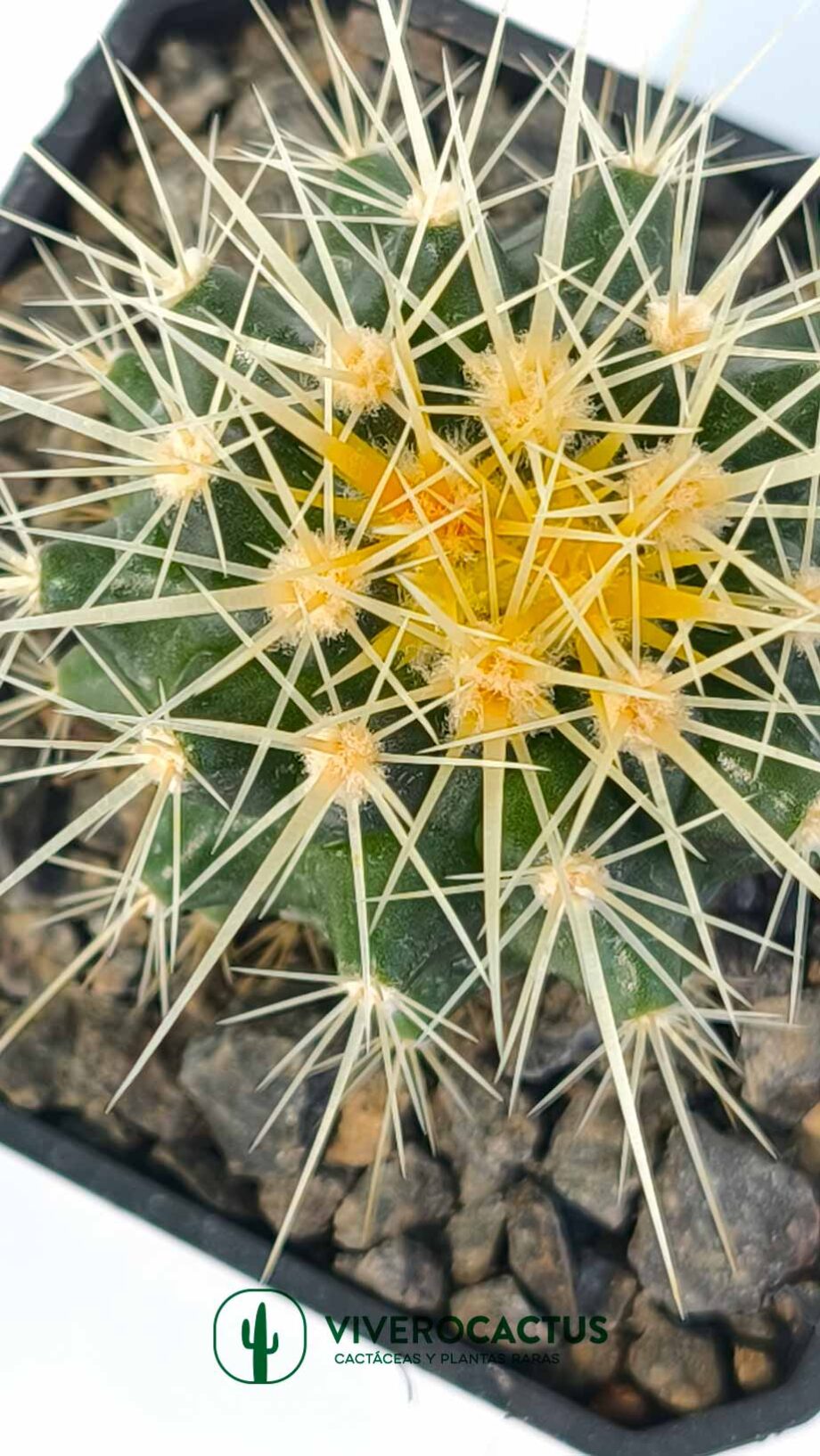 Echinocactus grusonii 3"