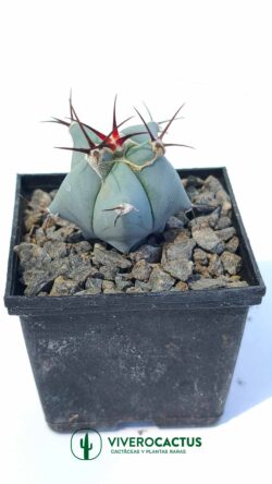 Echinocactus platyacanthus 3"