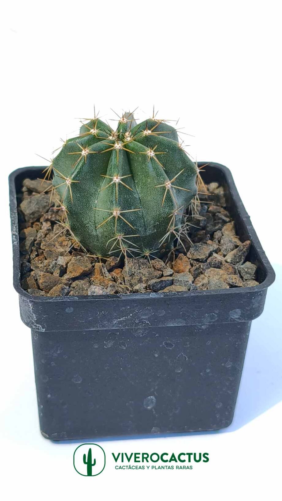 Echinocereus subinermis 3"