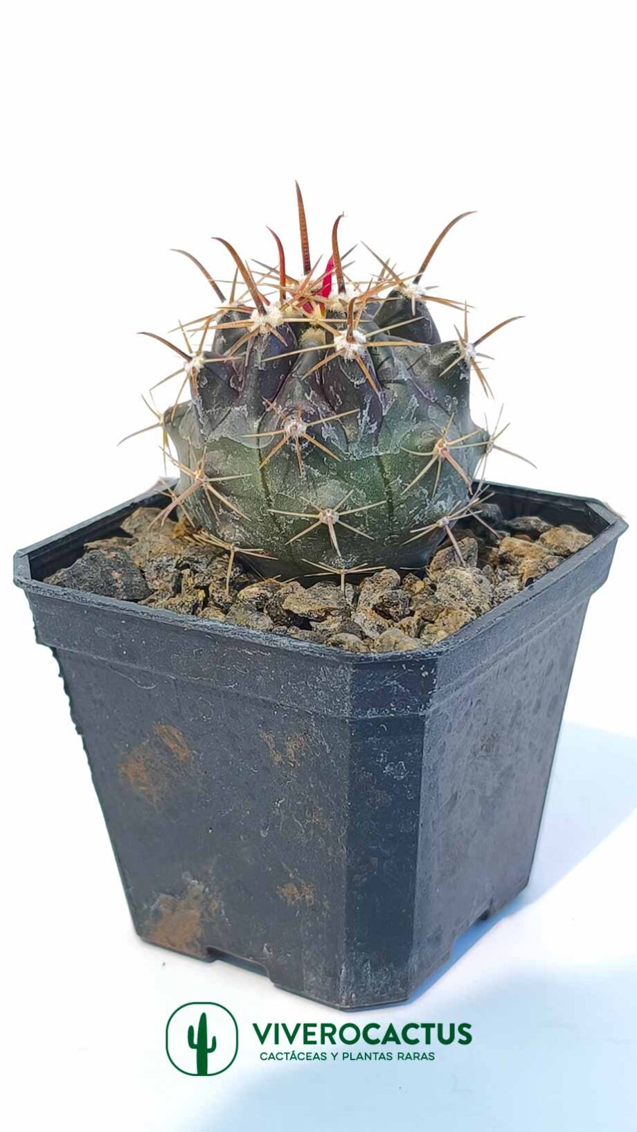 Ferocactus peninsulae 3"